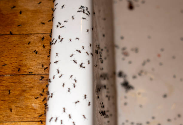 Best Commercial Pest Control Services  in Fairview, TN