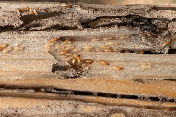 Best Cockroach Control Services  in Fairview, TN